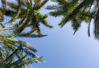 Obraz na płótnie Canvas high palm trees pattern on white background
