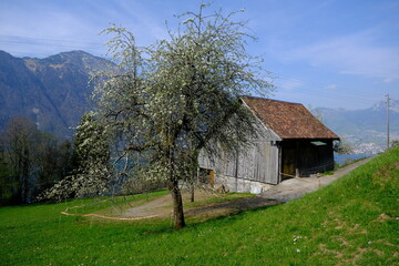 Fototapeta na wymiar A wooden house in a field at Seelisberg. The 26th April 2021, Switzerland.
