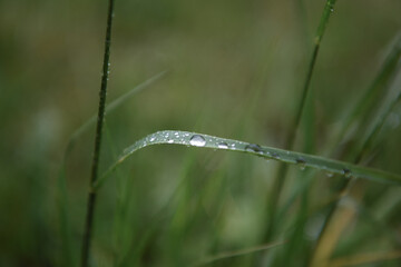 goccia acqua erba natura pioggia acqua è vita 