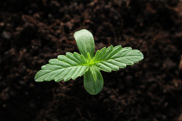 Cannabis sprout close-up isolated on black background. Fresh young marijuana leaves grows in soil,...