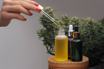 Marijuana oil, cbd recreation. Cosmetic bottle on fresh cannabis shrub background, close-up....