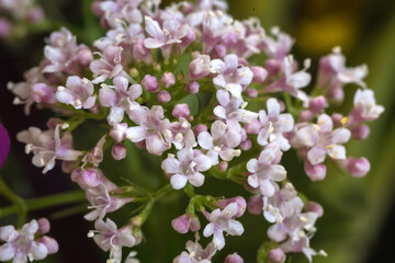 Kleiner rosa Blütenstrauß.