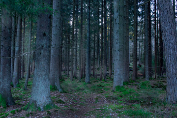 Naklejka premium path in the woods