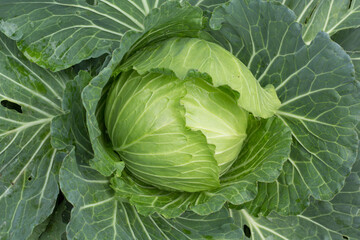 Obraz premium cabbage in the garden