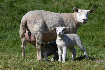 Lambs with their mother in the sunny spring