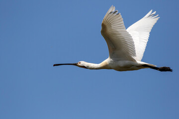White spoonbill in flight photographed with a modern SLR camera in nature - obrazy, fototapety, plakaty