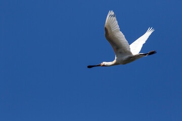 White spoonbill in flight photographed with a modern SLR camera in nature