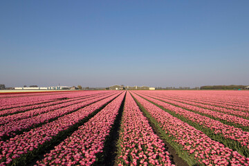 Field with pink tulips in Dutch spring
