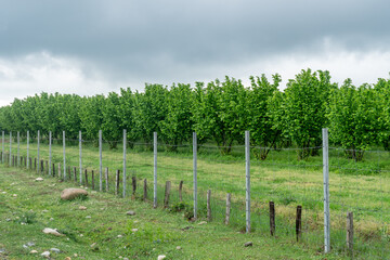 Fototapeta na wymiar Rows of hazelnut plantation in Samegrelo region. Georgia.