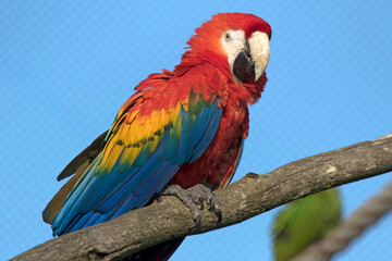Beautiful macaw parrot sitting on a branch with contrasting colors