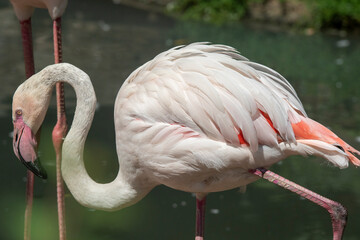 Pink with white Flamingo with beautiful colored feathers in different positions in Zoo, Czech Republic