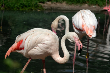 Pink with white Flamingo with beautiful colored feathers in different positions in Zoo, Czech Republic