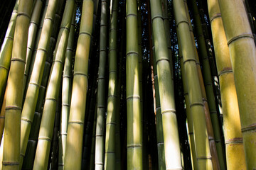 View of bamboo forest