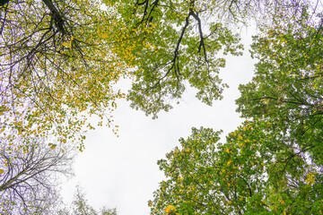 Crowns of yellow trees, blue sky, top from below, copy space