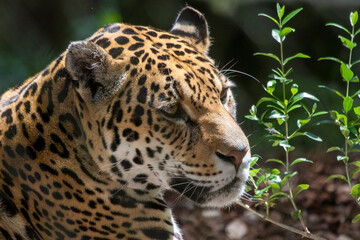 Fototapeta na wymiar Single Jaguar predator photographed in various poses