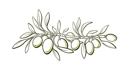 Olive art line symbol. Graphic sketch