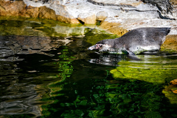 Penguin jumping into the water from the shore.