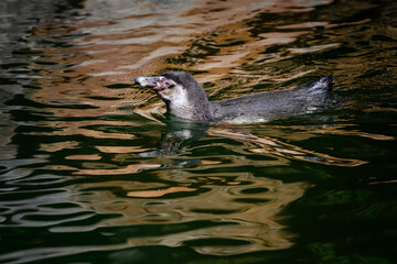 Penguin floating in the water on the surface.