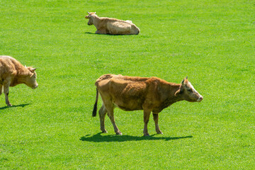 Grazing cows on a mountain green pasture