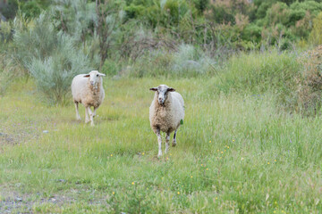 ovejas con el pelaje de invierno sobre la hierva de primavera  