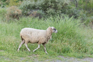 Obraz premium ovejas con el pelaje de invierno sobre la hierva de primavera 