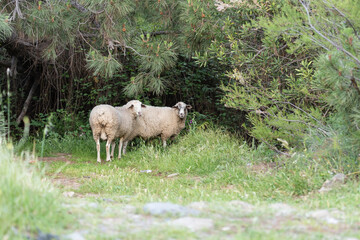 Obraz na płótnie Canvas ovejas con el pelaje de invierno sobre la hierva de primavera 