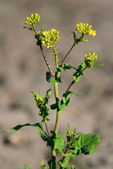 Rapeseed. Brassica napus. are blooming in sunny summer day. yellow flower, isolated on blurred natural background. agriculture, in Europe or Asia. floral background, close-up