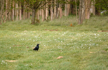 a solitary crow hunting food amongst the lush spring meadow grass