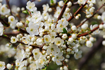 Twig of flowering blackthorn, Prunus spinosa, in spring. white flowers, natural floral background. delicate spring flowers, close-up