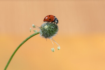 mariquita sobre una planta verde  © JOSE ANTONIO