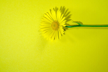Flowers on colorful background, flat lay, copy space, top view, composition, spring flowers Photographed in the studio