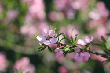 almond tree flower close-up