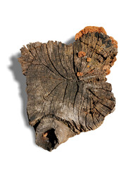 Death tree with mushroom stump isolated on white background. This has clipping path. 