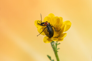 escarabajo rojo y negro en una flor amarilla 