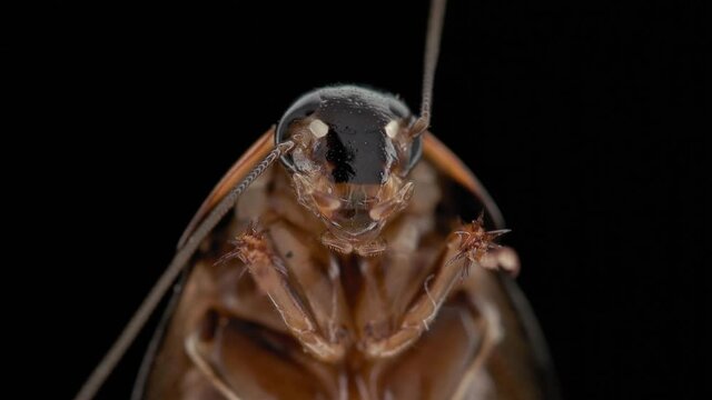 Cockroach insect Pycnoscelus nigra, family Blaberidae. They usually bury themselves in the soil