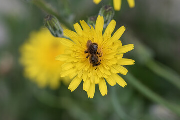 abeja en una flor amarilla