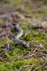 Blindschleiche auf Gräsö