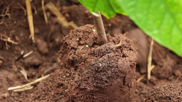 Sembrando cacao