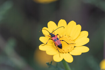 escarabajo rojo en una flor amarilla