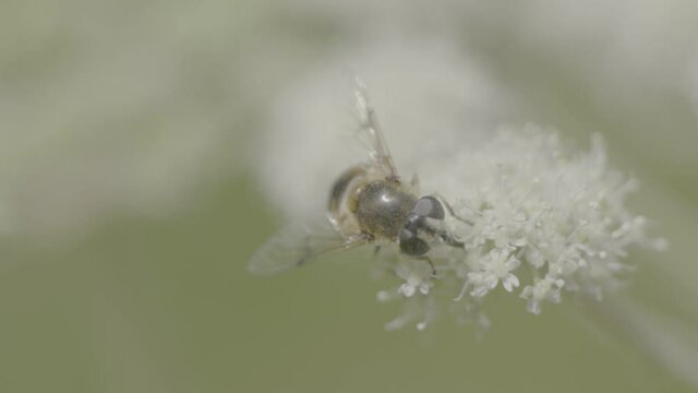 Fly on flower close-up. Slow motion. 