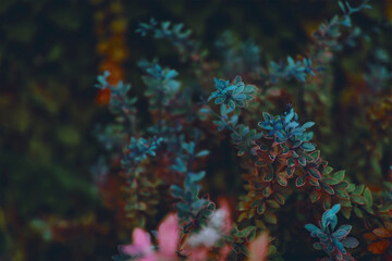 Obraz premium Natural background from multi-colored leaves of plants.