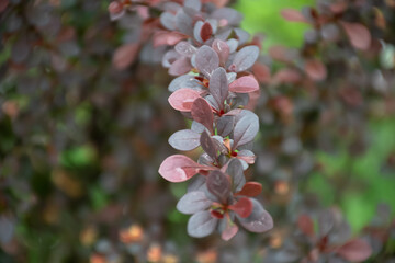 Purplish and pinkish-red leaves of a barberry (Berberis vulgaris) hedge in springtime in Germany