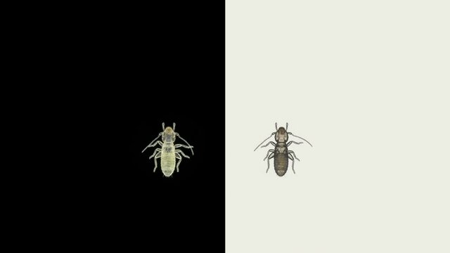 book lice Liposcelis sp. under the microscope, of the Liposcelidae family.