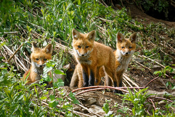 Fox pups outside the entrances of their den on Seward Raod in Windsor in Broome County in Upstate NY.  Red Fox Pups stay close to the safety of their den.  Early morning shot.  