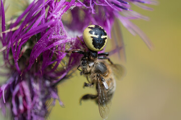 araña cazando y devorando a una abeja 