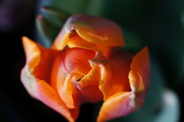 Close up of orange tulip from above with soft focus surround