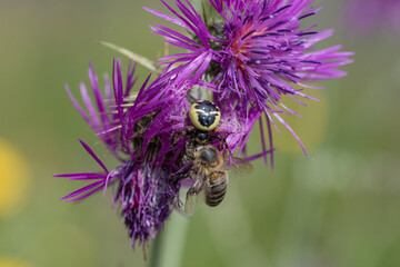 araña cazando y devorando a una abeja 