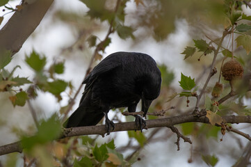 Krähe sammelt Nistmaterial