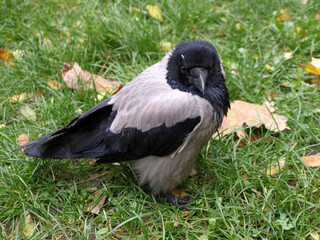 Gray crow