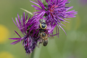 araña cazando y devorando a una abeja 